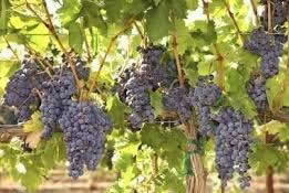 fruitful grapevine