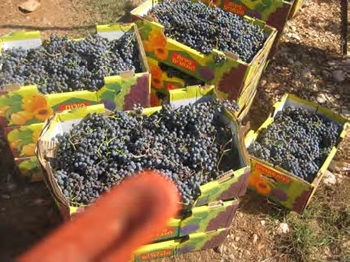 IsraelGrapes