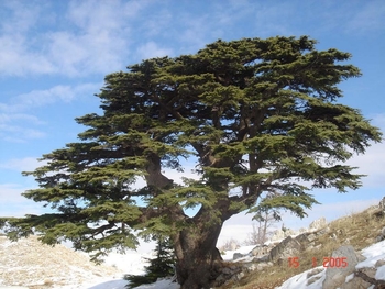 LebanonCedar