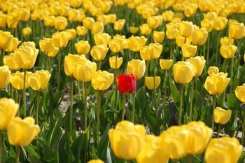 RedTulip